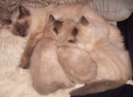 Snuttning