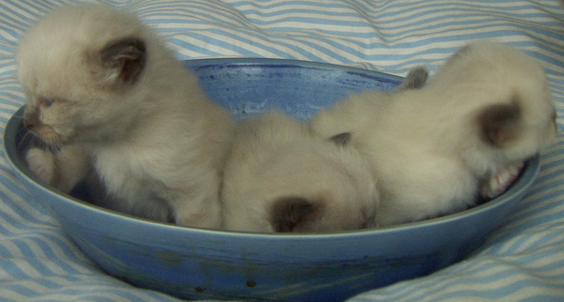 Skål på er